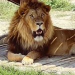 Antalya’da aslan paniği! Hayvan parkından kaçtı, 1 kişiyi ağır yaraladı!